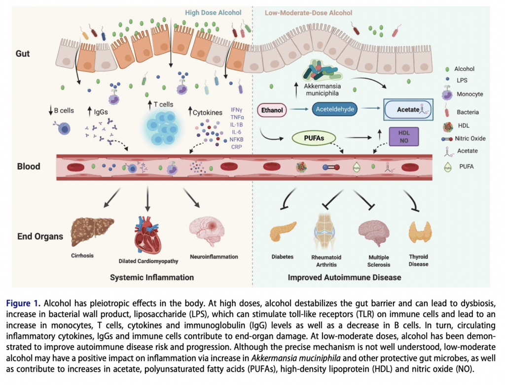 How does alcohol impact gut health? Image showing impacts of high doses of alcohol vs low doses of alcohol on gut health, blood, and organs